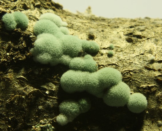 Myxomyceti?